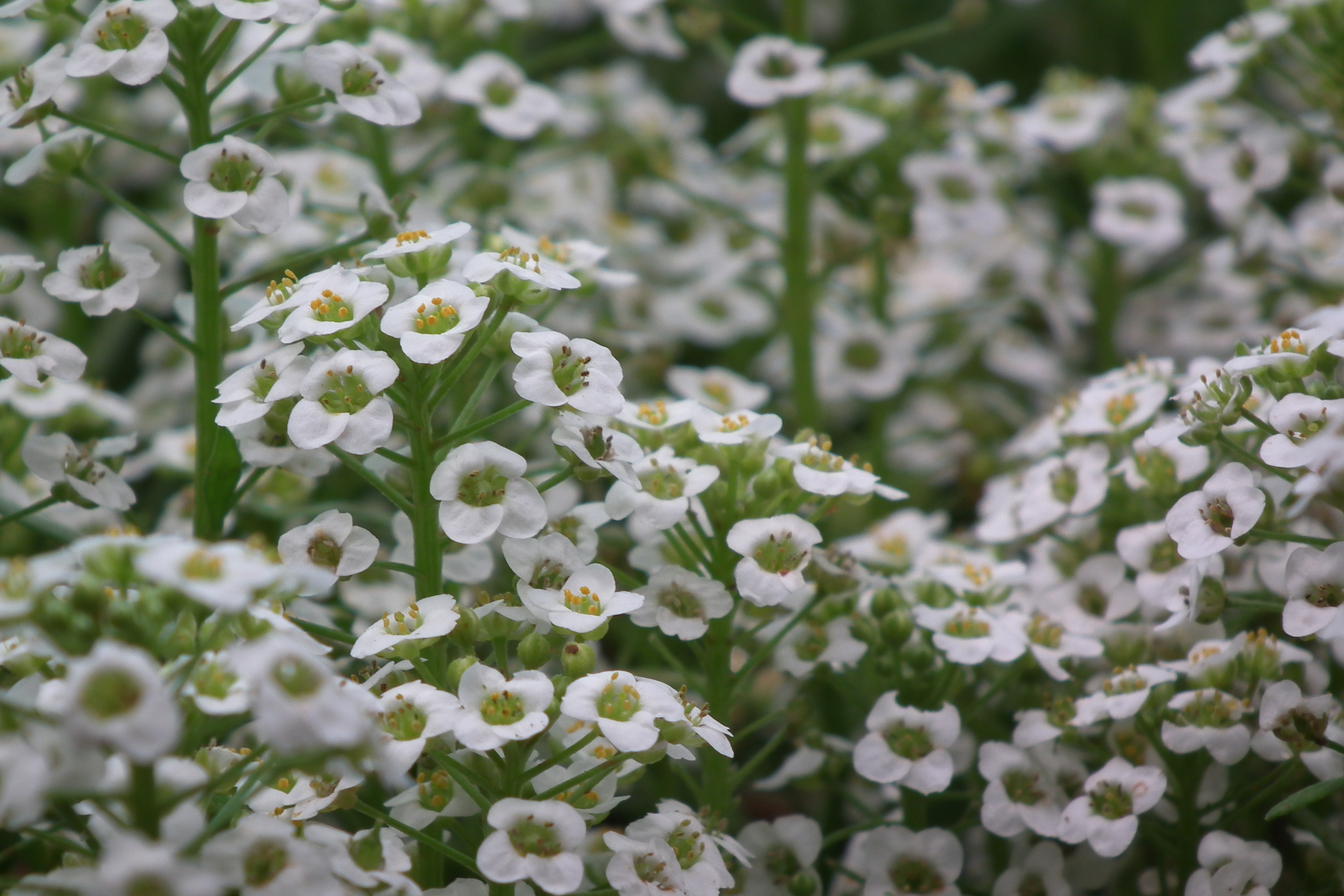 Alyssum_white_color_at_lalbagh7323