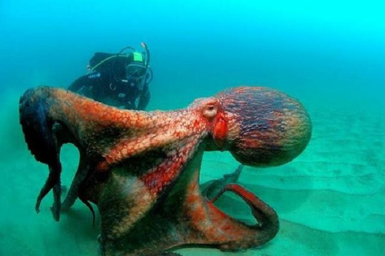 "mazais" astoņkājis..