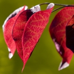 278-red-leaves-1920×1080-artistic-wallpaper