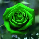 rose-color-green