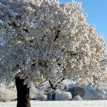 каштан зимой. ветки. каштан дерево почки. каштан зимой. почки каштана зимой.