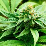 Cannabis-Flower-1