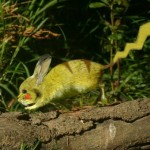 A_Real_Wild_Pikachu__by_Bublio53