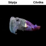 Cuttlefish