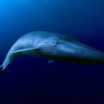 Blue whale, California