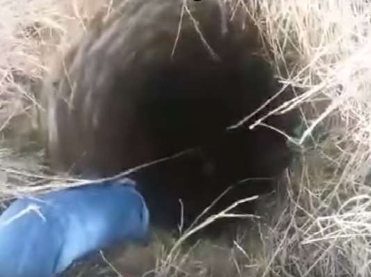 Šajā akā veselu mēnesi bija dzirdamas mistiski dīvainas skaņas. Tas , kas tur atradās ŠOKĒJA glābējus!