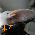 hkkh