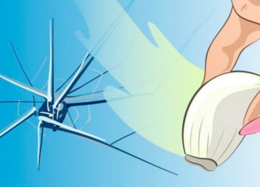 Maģiskais Ķiploks – Paņem Un Paberzē To Pret Logu, Tu Neticēsi Kas Notiks Tālāk!