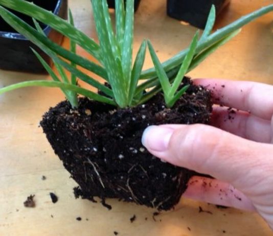 Skābekļa Bumba : Ievieto Šo Augu Jebkurā Mājas Istabā Un Tas Pilnībā Iznīcinās Visus Jūsu Mājas Toksīnus! Jūsu Mājā Atkal Valdīs Svaigs Gaiss!