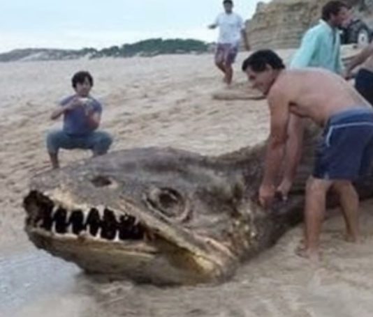 Pētnieki Joprojām Nevar Izskaidrot – Kas Ir Šie Baisie Radījumi Un No Kurienes Viņi Nāk?