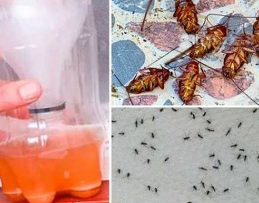 Vasara Nāk! Pagatavo Mājas Apstākļos Līdzekli, Kas Liks Visiem Odiem Un Tarakāniem Pazust Jau Pirmajā Dienā!