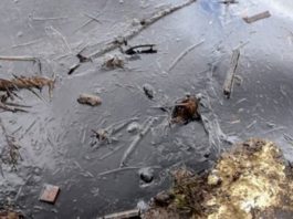 Viņš Sadzirdēja Raudienus No Vietējā Ezera. Ātri Skrējis Līdz Tam – Viņš Ieraudzīja To, Kas Lika Atplest Muti!