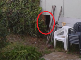 Viņi Gāja Garām Pamestai Mājai Un Pamanīja Salauztu Sienas Paneli, Kas Slēpa Kādu Caurumu – Lūk, Kas Bija Tur Iekšā!