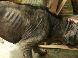 Kāds Bezsirdis Šo Nabaga Sunīti Atstāja Uz Ielas Nomirt, Taču Dzīve Visu Pagrieza Otrādāk Un Notika Šis!