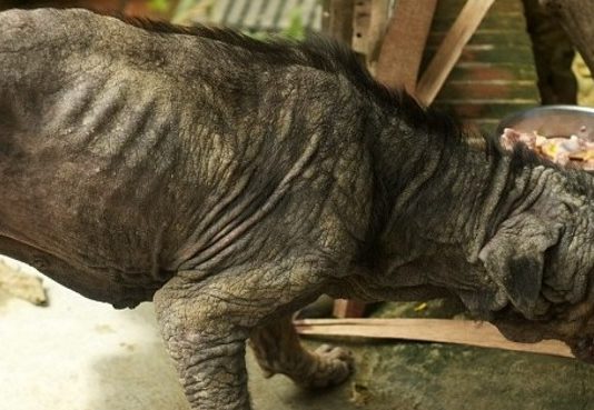 Kāds Bezsirdis Šo Nabaga Sunīti Atstāja Uz Ielas Nomirt, Taču Dzīve Visu Pagrieza Otrādāk Un Notika Šis!