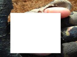 Tas, Ko Šis Puika Atrada Koku Mizu Maisā – Lik Viņam Palikt Mēmam!