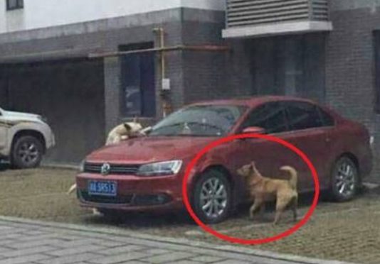 Šis Vīrietis Izkāpjot No Mašīnas Iespēra Sunim. Tas, Kas Notika Tālāk, Ir Vienkārši Jāredz!