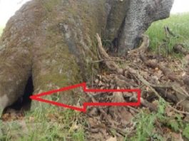 Viņa Dzirdēju Raudienus No Cauruma, Kas Atradās Koka Saknē. Tas, Ko Viņa Atrada, Salauza Manu Sirdi