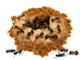 Izmanto Kanēli Kā Efektīvāko Skudru Iznīcinātāju. Pagatavo Šo Īpašo Maisījumu Un Izmidzini Apkārt Savai Mājai – Jūs Vairs Nekad Neredzēsiet Skudras!