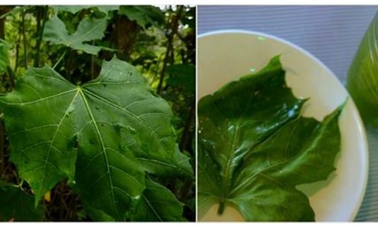 Augs, Kurš Spēj Izārstēt Līdz Pat 100 Dažādām Slimībām!