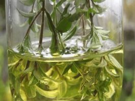 Eļļa, Kas Iznīcina Līdz Pat 98% Krūts Vēža Šūnu Tikai 72 Stundās!