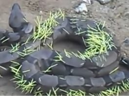 Vai Esi Redzējis Kā Čūska Notiesā Dzeloņcūku? Kaut Ko Tādu Neredzēt Pat “National Geographic”