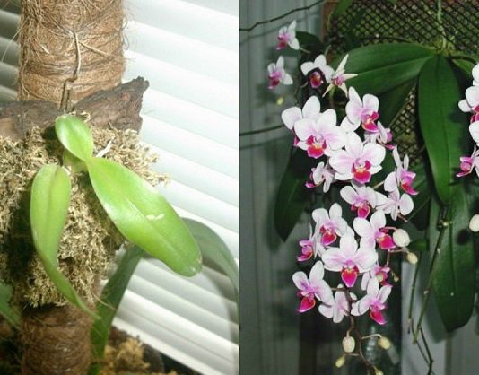 Savādāka Orhideju Pārstādīšana – Bagātīga Ziedēšana Garantēta