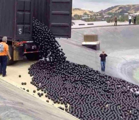 Kalifornija Izmet Desmitiem Miljoniem Plastikāta Bumbiņas Viņu Ūdens Avotā, Iemesls Tam Ir Fascinējošs!