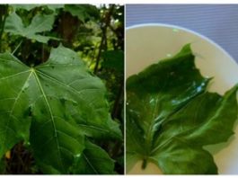 Augs, Kas Ir Spējīgs Izārstēt Līdz Pat 100 Dažādām Slimībām!