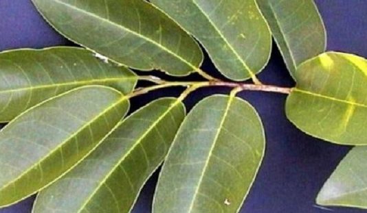 Augs, Kas Dziedē HIV, Diabētu Un Vēzi