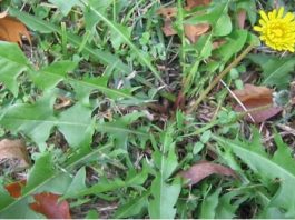 Ikvienam Ir Pieejams Šis Augs, Taču Neviens Nezina Ka Tas Var Izinīcināt Vēzi 48 Stundu Laikā