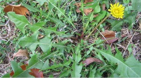 Ikvienam Ir Pieejams Šis Augs, Taču Neviens Nezina Ka Tas Var Izinīcināt Vēzi 48 Stundu Laikā