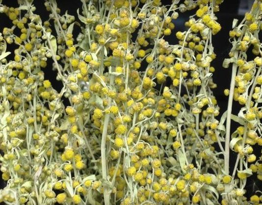 Šis Vienkāršais Augs Spēj 16 Stundu Laikā Iznīcināt Vēzi Līdz Pat 98% Bet Valdība To Noklusē!