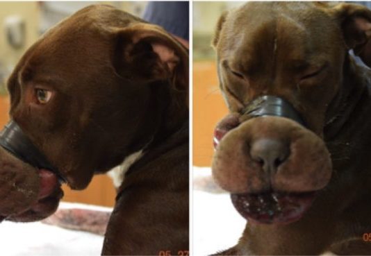 Šis Nabaga Sunītis Tika Mocīts, Bet Kas Notika Tālāk, Liks Jums Raudāt Prieka Asaras