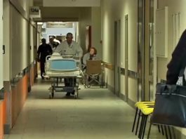 Ārsti izziņo nopietnu brīdinājumu! Latvijā ir parādījušies vairāki indīgi kukaiņi no kuriem jau gājuši bojā jau 3 cilvēki