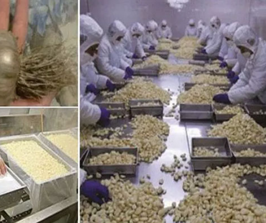 Eiropā nonākuši bīstami ķiploki no Ķīnas! Nekādā gadījumā tos nēed – Sekas var būt pat letālas!