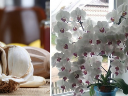 Man ķiploki palīdzēja izglābt orhidejas! Pēc mēneša tās jau atdzīvojās un skaisti ziedēja!