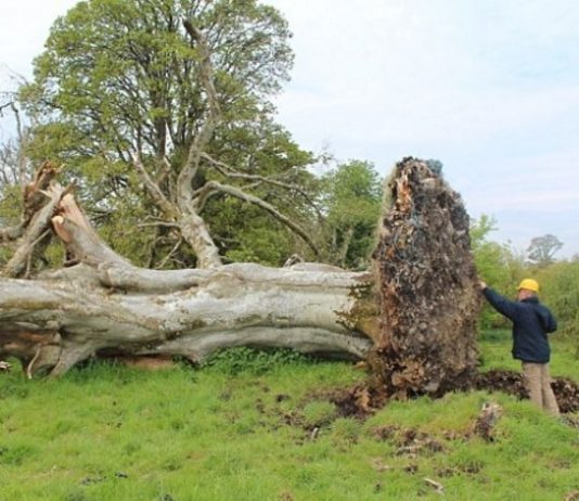 Stipras vētras laikā apgāžas 200 gadus sens koks. Atrastais zem koka, lika atkārt mutes visiem ciema iedzīvotājiem!