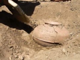 Arheologi atklāja 800 gadus vecas sēklas, kuras pēc tam tika iestādītas. Vai spēj iedomāties, kas no tām izauga?