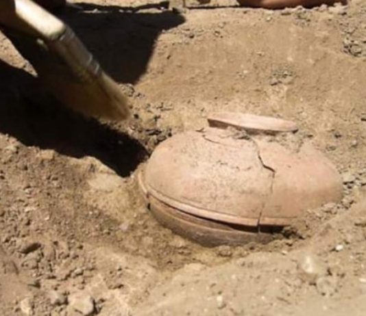 Arheologi atklāja 800 gadus vecas sēklas, kuras pēc tam tika iestādītas. Vai spēj iedomāties, kas no tām izauga?