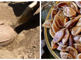 Arheologi izraka 800 gadus vecas sēklas, kuras vēlāk iestadīja! Vai varat iedomāties, kas no tām izauga?