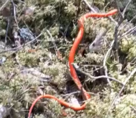 VIDEO : Latgales meža manīta sarkana čūska! Zoologi ir izbrīnā : “Kas tāds ir redzēts pirmo reizi”
