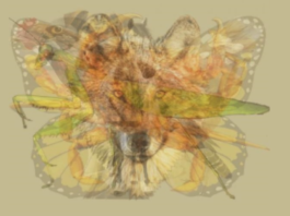 Tests: Dzīvnieku, ko pirmo pamanīsi bildē atklās Tavu patieso dzīves būtību un dominējošās īpašības