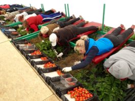 “Vietējie negrib strādāt!” Cilvēki nepiesakās zemeņu novākšanai ar iespēju nopelnīt 1500 Eiro!